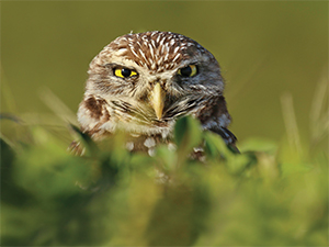 Burrowing Owl